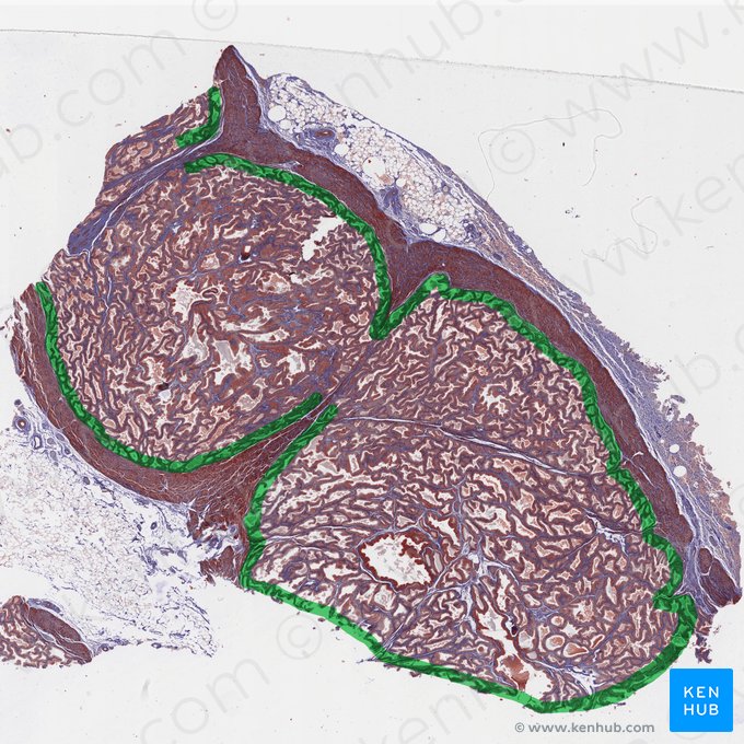 Prostate peripheral zone; Image: 