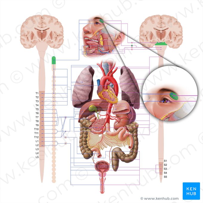 Glândula lacrimal (Glandula lacrimalis); Imagem: Paul Kim