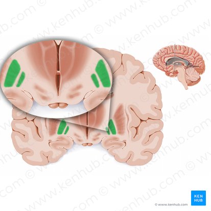 Globus pallidus (Blasser Kern); Bild: Paul Kim