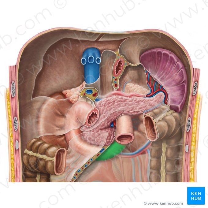 Ascending part of duodenum (Pars ascendens duodeni); Image: Irina Münstermann