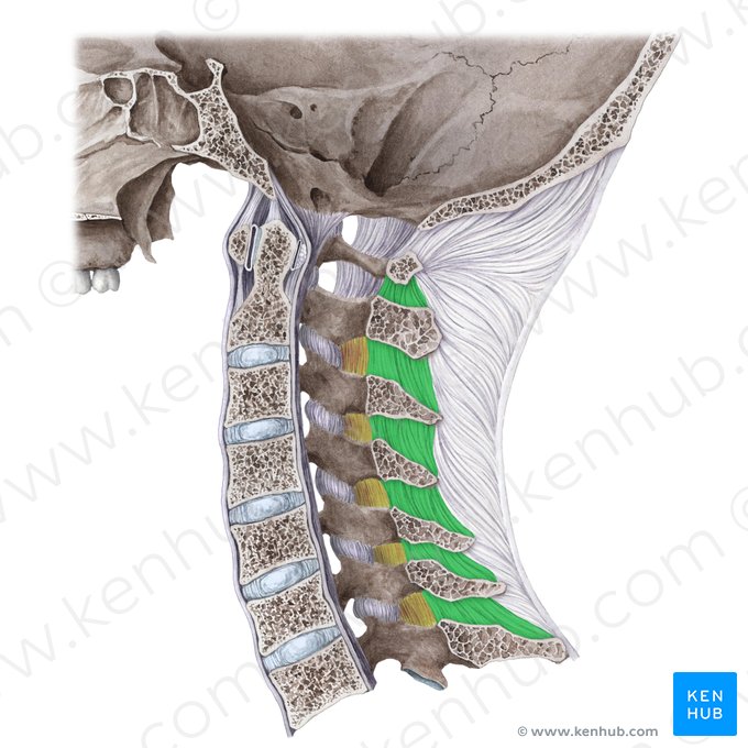 Interspinous ligament (Ligamentum interspinale); Image: Liene Znotina