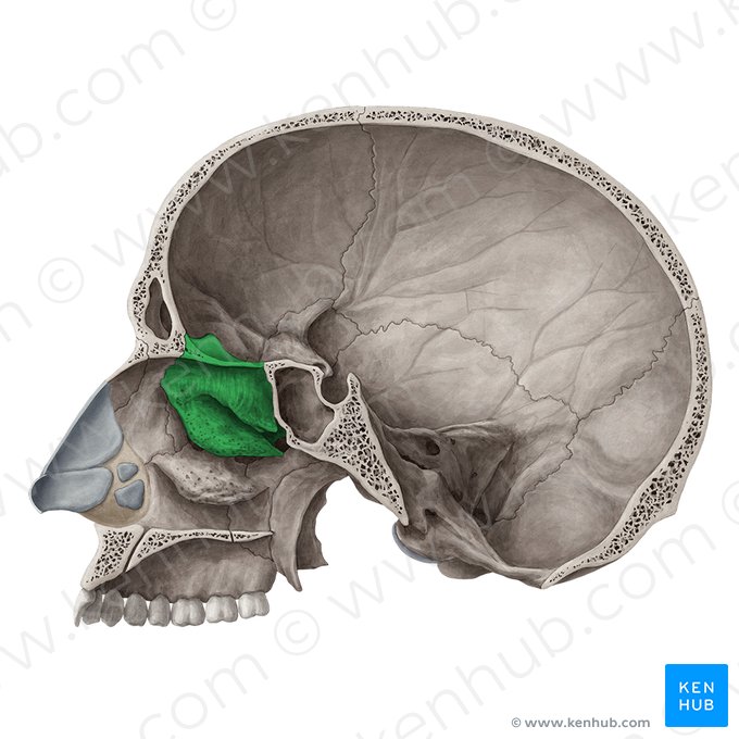 Ethmoid bone (Os ethmoidale); Image: Yousun Koh