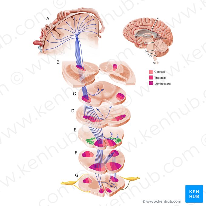 Núcleos olivares (Nuclei olivares); Imagem: Paul Kim