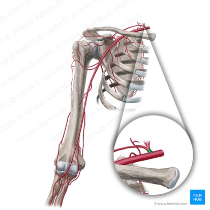Thyrocervical trunk (Truncus thyrocervicalis); Image: Yousun Koh