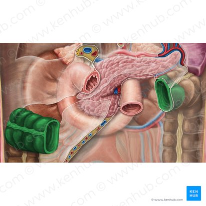 Transverse colon (Colon transversum); Image: Irina Münstermann