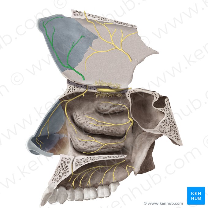 Ramo nasal medial do nervo etmoidal anterior (Rami nasales mediales nervi ethmoidalis anterioris); Imagem: Begoña Rodriguez