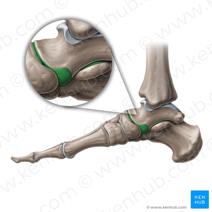Articulación talocalcaneonavicular (Articulatio talocalcaneonavicularis); Imagen: Paul Kim