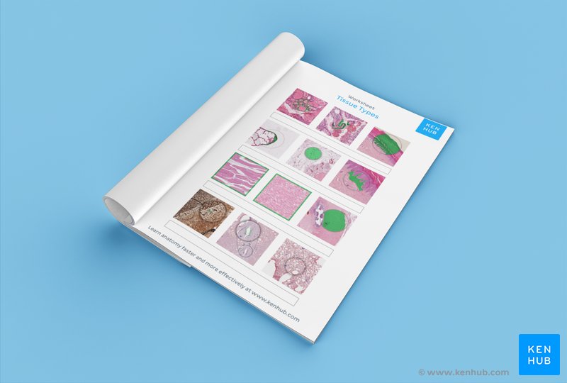 Test your knowledge of the 4 main tissue types with our unlabeled worksheet: Download below!