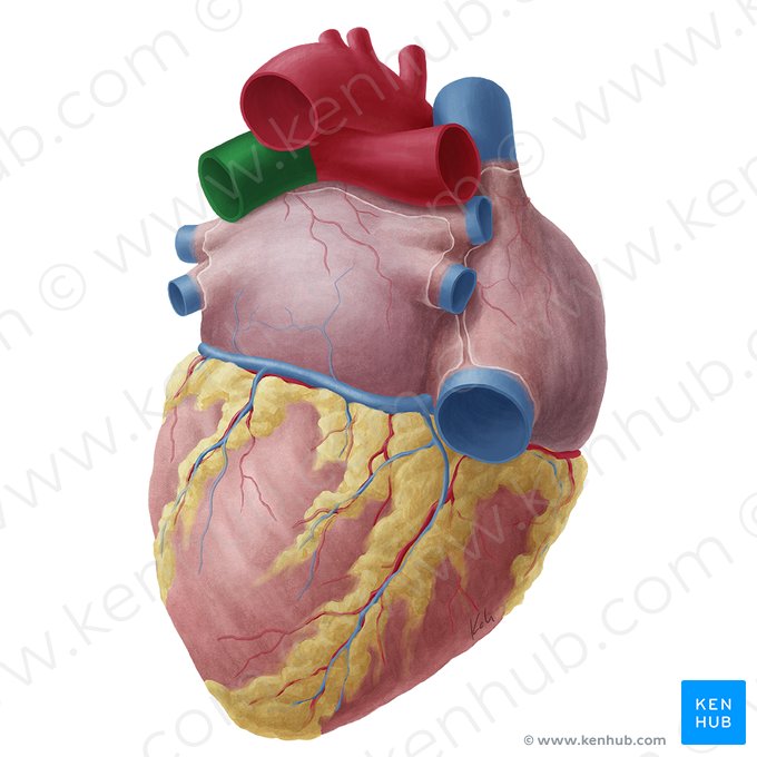 Arteria pulmonar izquierda (Arteria pulmonalis sinistra); Imagen: Yousun Koh