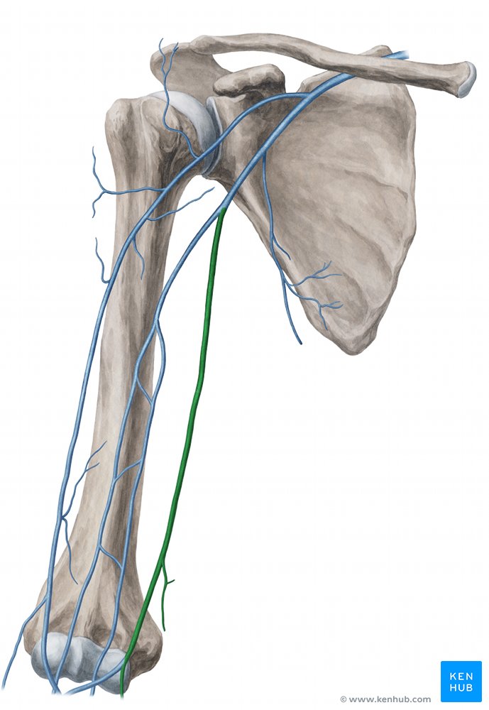Basilic vein - anterior view