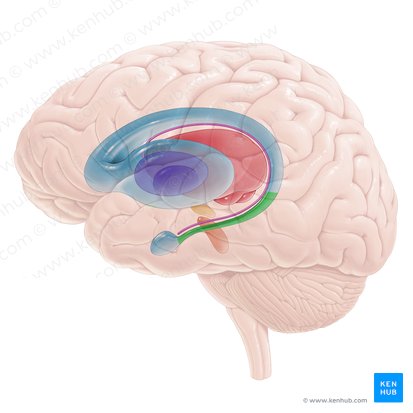Tail of caudate nucleus (Cauda nuclei caudati); Image: Paul Kim