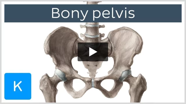 Anatomy of the Pelvis Quiz