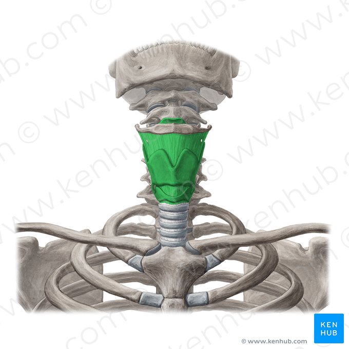 Laringe (Larynx); Imagem: Yousun Koh