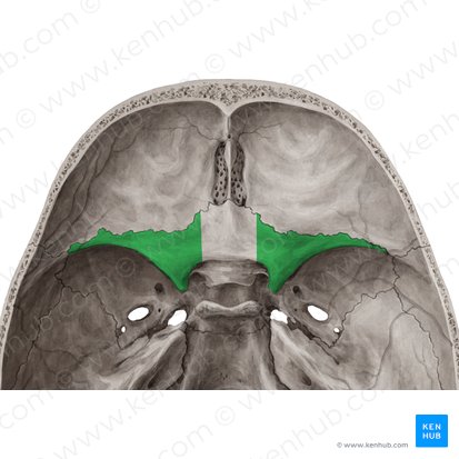 Ala menor del hueso esfenoides (Ala minor ossis sphenoidalis); Imagen: Yousun Koh