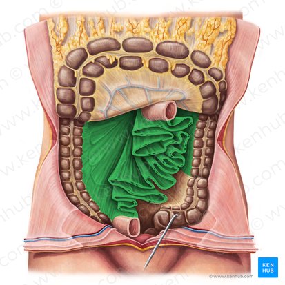 Mesentery (Mesenterium); Image: Irina Münstermann