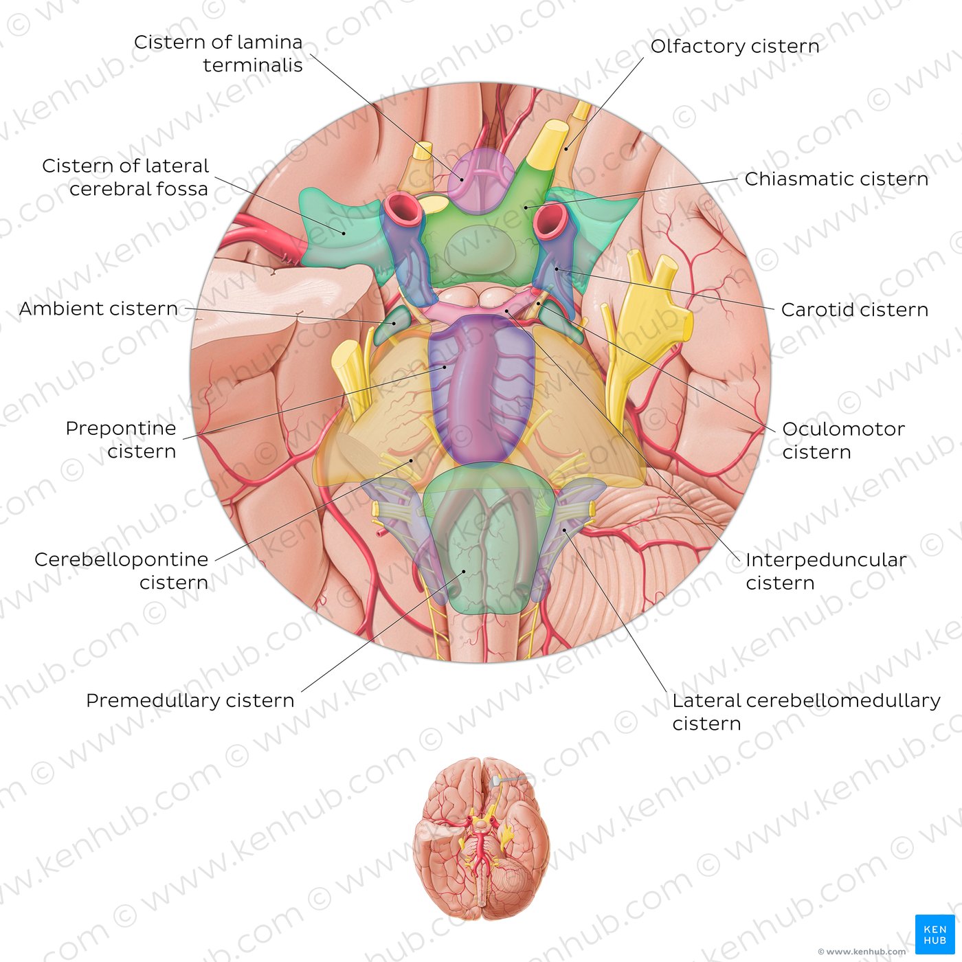 Subarachnoid cisterns of the brain (Inferior view)