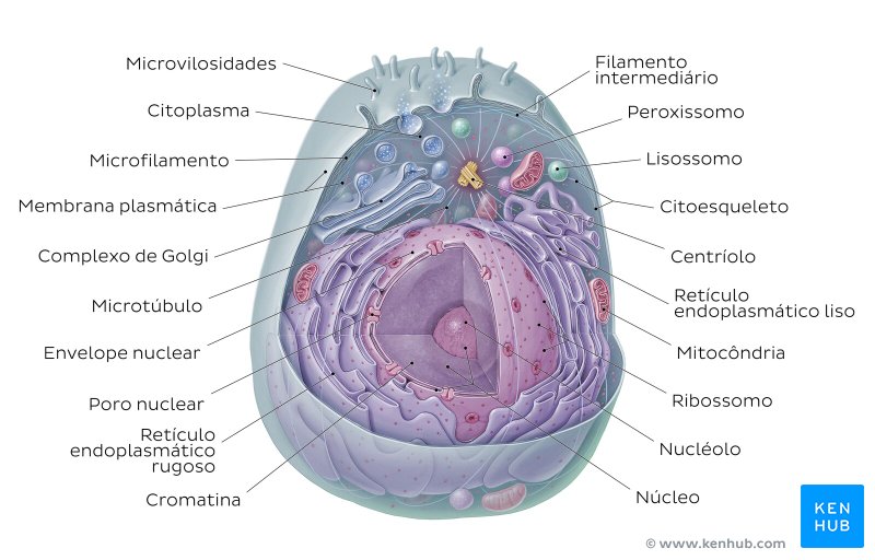 Célula eucarionte (eucariótica)
