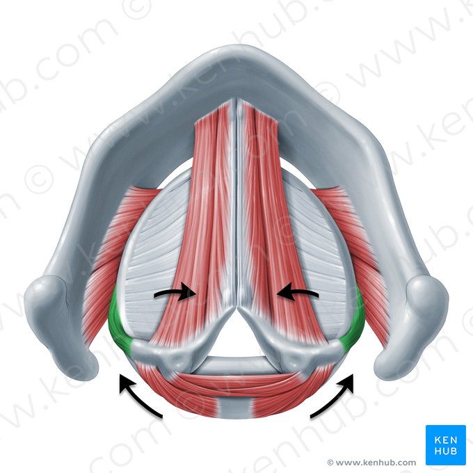 Ação do músculo cricoaritenóideo lateral (Functio musculi cricoarytenoidei lateralis); Imagem: Paul Kim