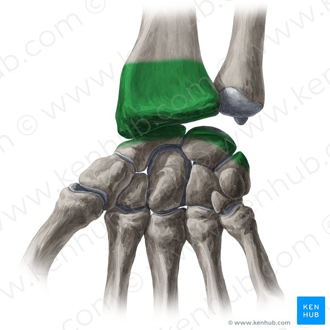 Radiocarpal joint (Articulatio radiocarpea); Image: Yousun Koh