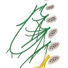 Cervical plexus