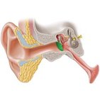 Tympanic membrane