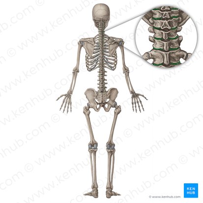 Articulaciones cigapofisarias (Articulatio zygapophysialis); Imagen: Irina Münstermann