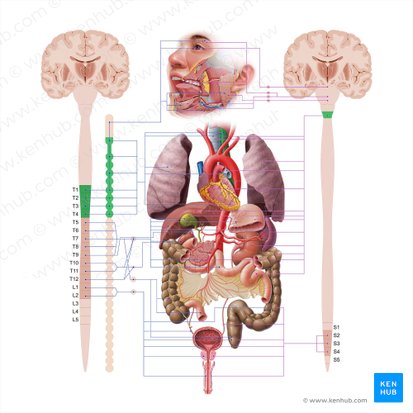 Esophagus (Oesophagus); Image: Paul Kim