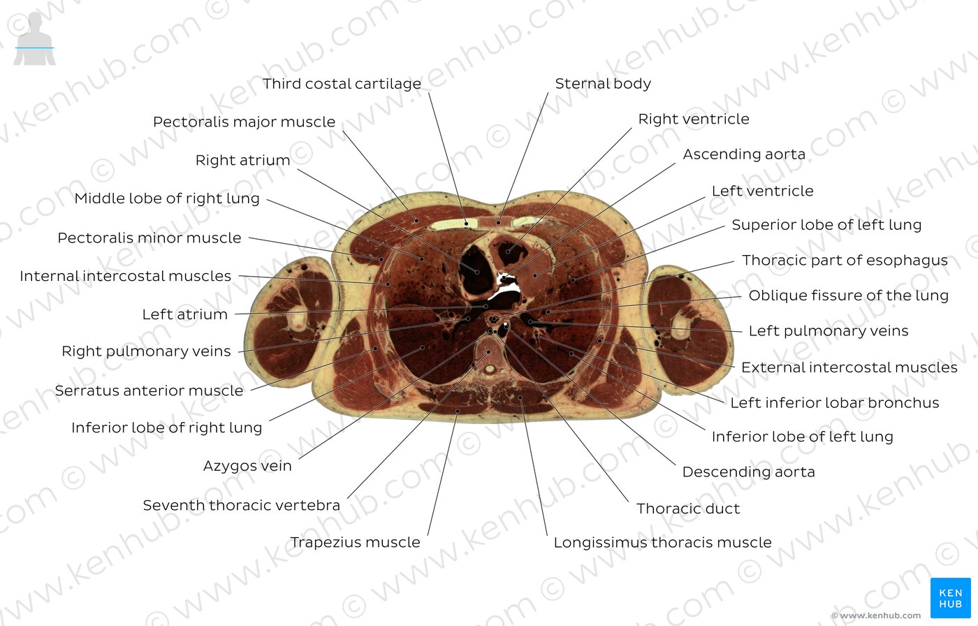 Cross section of the thorax through T7: Diagram