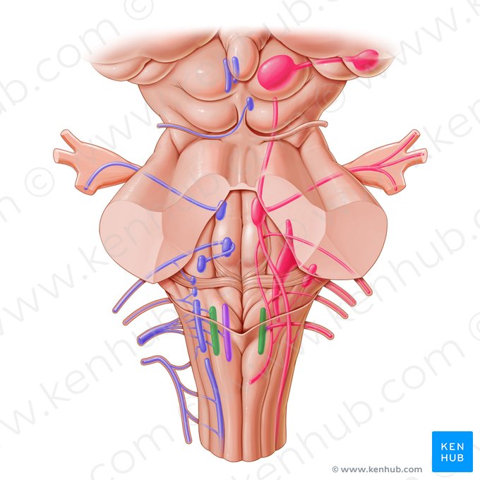 Posterior nucleus of vagus nerve (Nucleus posterior nervi vagi); Image: Paul Kim