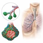 Anatomia da respiração