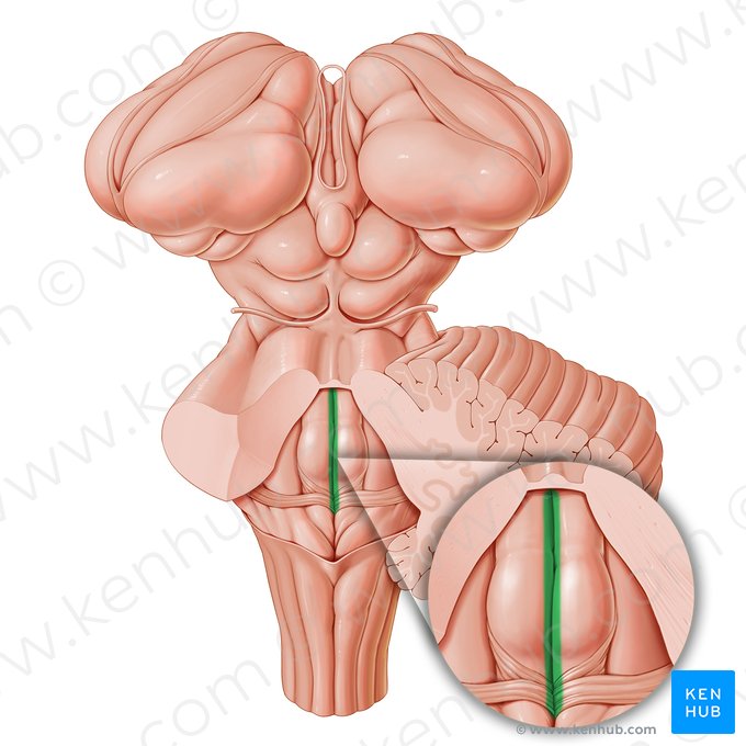 Median sulcus of rhomboid fossa (Sulcus medianus fossae rhomboideae); Image: Paul Kim