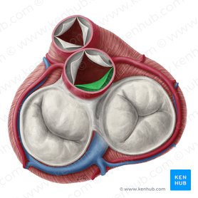 Noncoronary leaflet of aortic valve (Valvula noncoronaria valvae aortae); Image: Yousun Koh