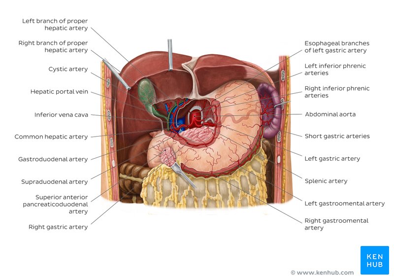 Arteries and veins of the liver: Anterior view