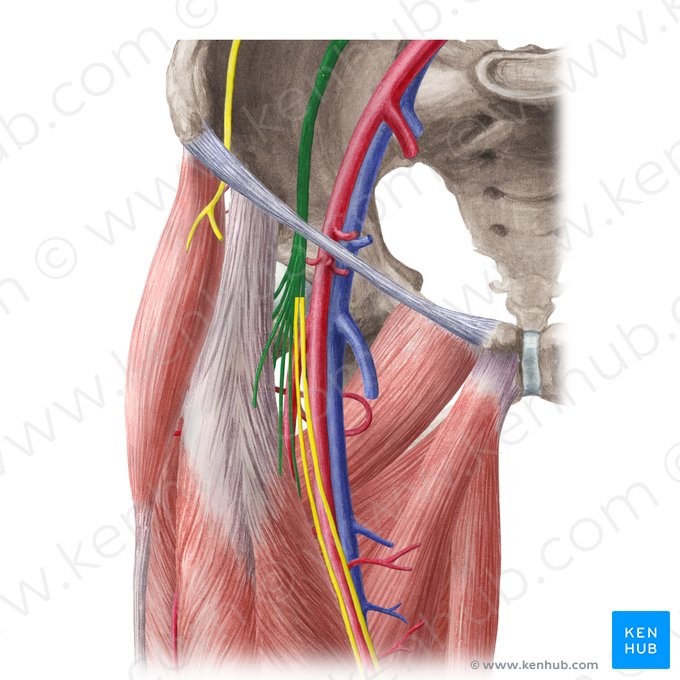 Nervus femoralis (Oberschenkelnerv); Bild: Liene Znotina