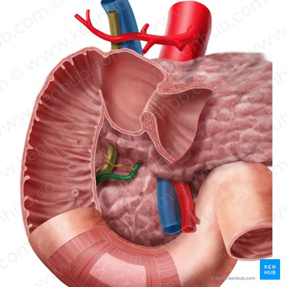 Pancreatic duct (Ductus pancreaticus); Image: Begoña Rodriguez