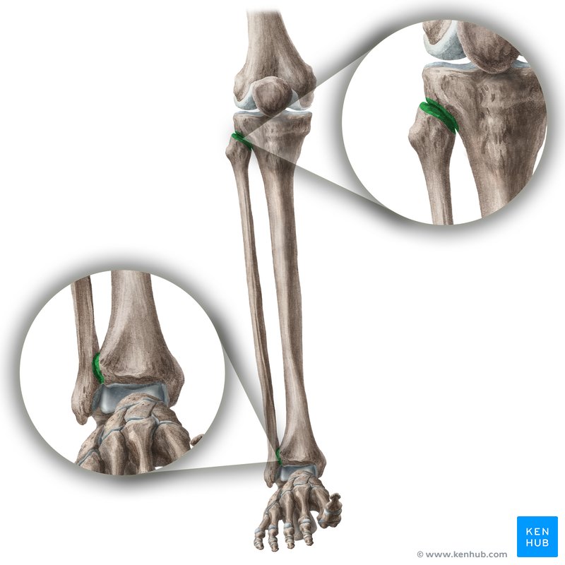 Superior and inferior tibiofibular joints (Articulatio tibiofibularis superior et inferior)