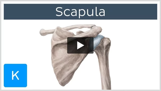 Humerus: Anatomy and clinical notes