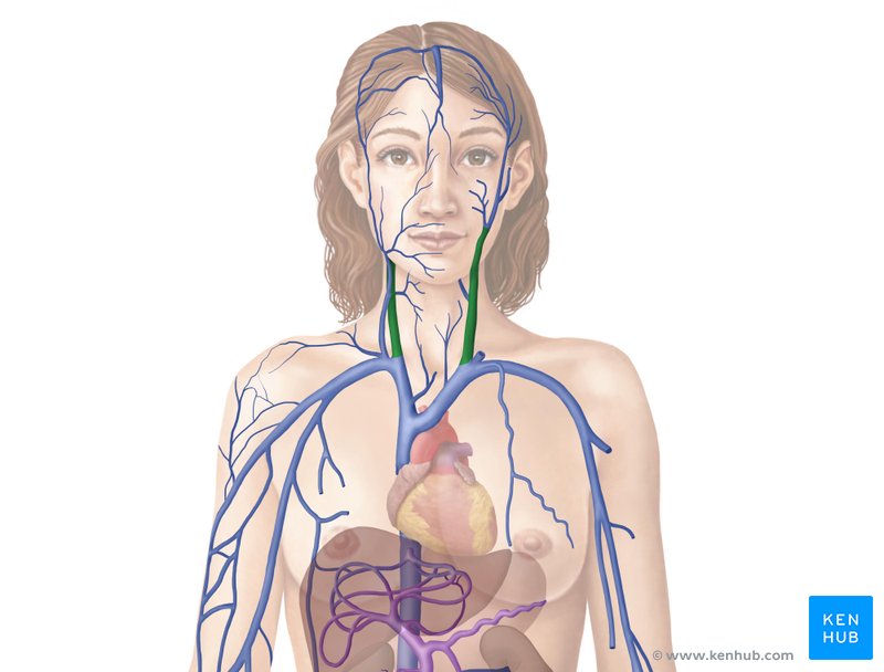 Internal jugular veins - anterior view