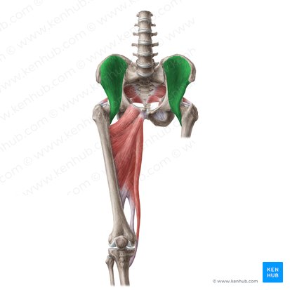 Musculus iliacus (Darmbeinmuskel); Bild: Liene Znotina