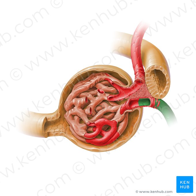 Efferent glomerular arteriole of renal corpuscle (Arteriola glomerularis efferens corpusculi renalis); Image: Paul Kim