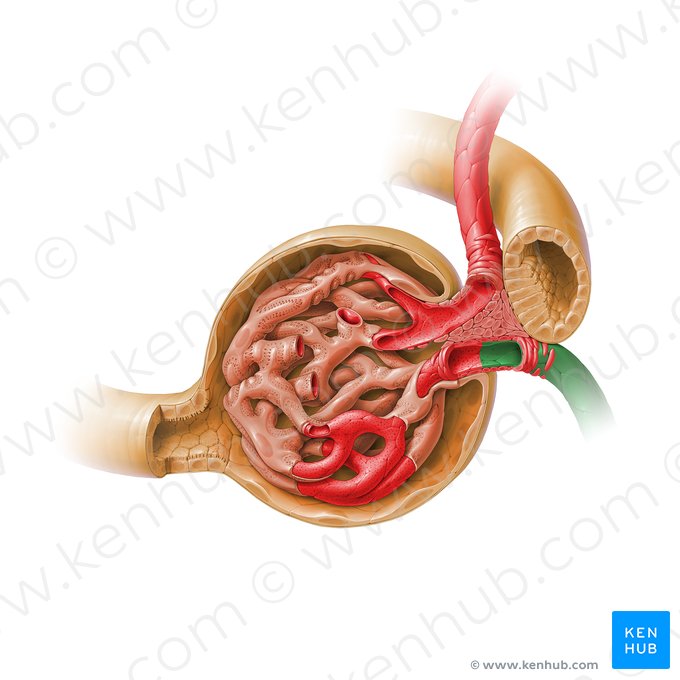 Arteríola glomerular eferente do corpúsculo renal (Arteriola glomerularis efferens corpusculi renalis); Imagem: Paul Kim