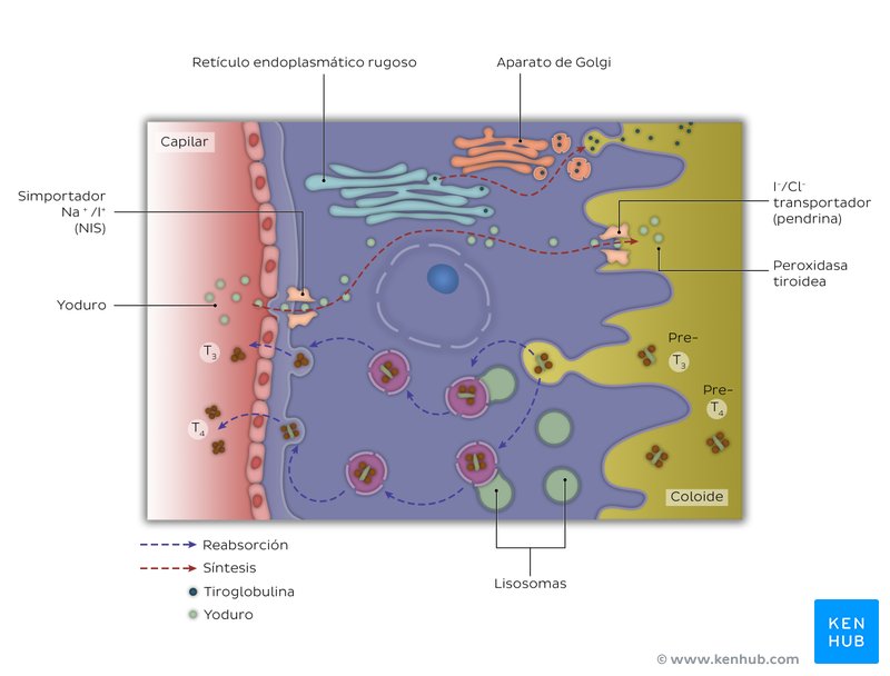 Síntesis de las hormonas tiroideas.