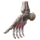 Ankle and foot anatomy