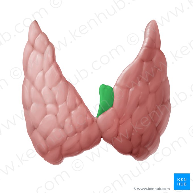 Lobo piramidal da glândula tireoide (Lobus pyramidalis glandulae thyroideae); Imagem: Begoña Rodriguez