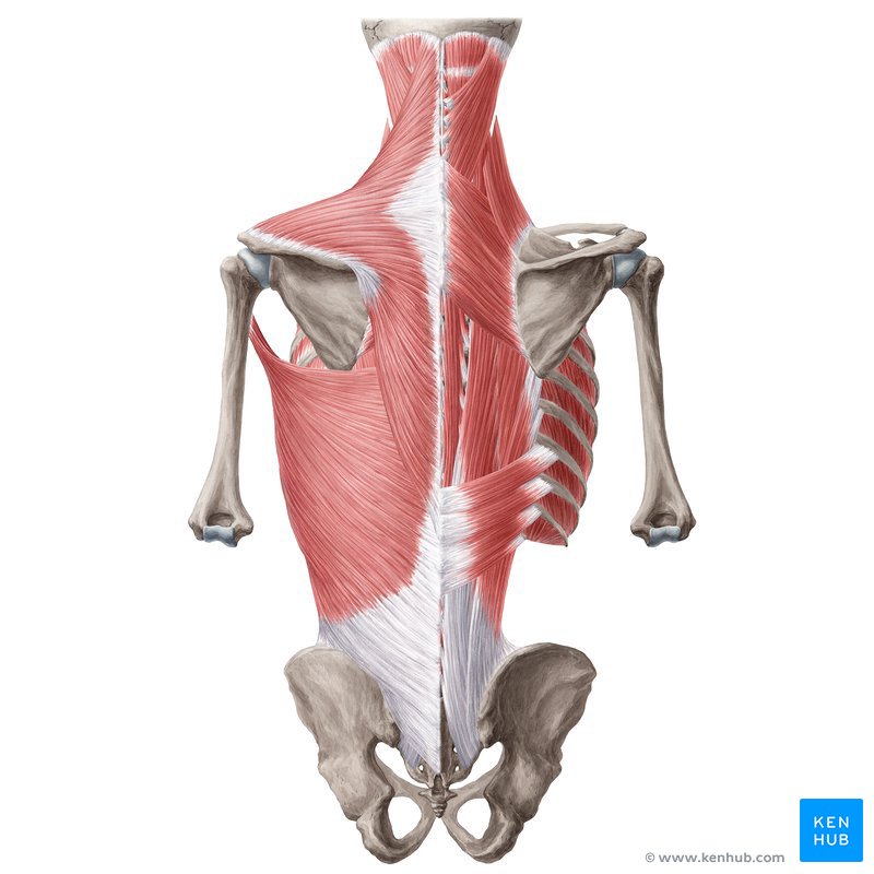 Músculos do dorso