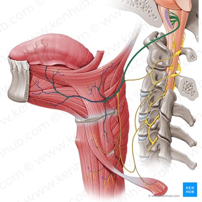 Hypoglossal nerve (Nervus hypoglossus); Image: Paul Kim