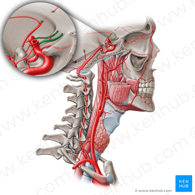 Arteria cerebral anterior (Arteria anterior cerebri); Imagen: Paul Kim