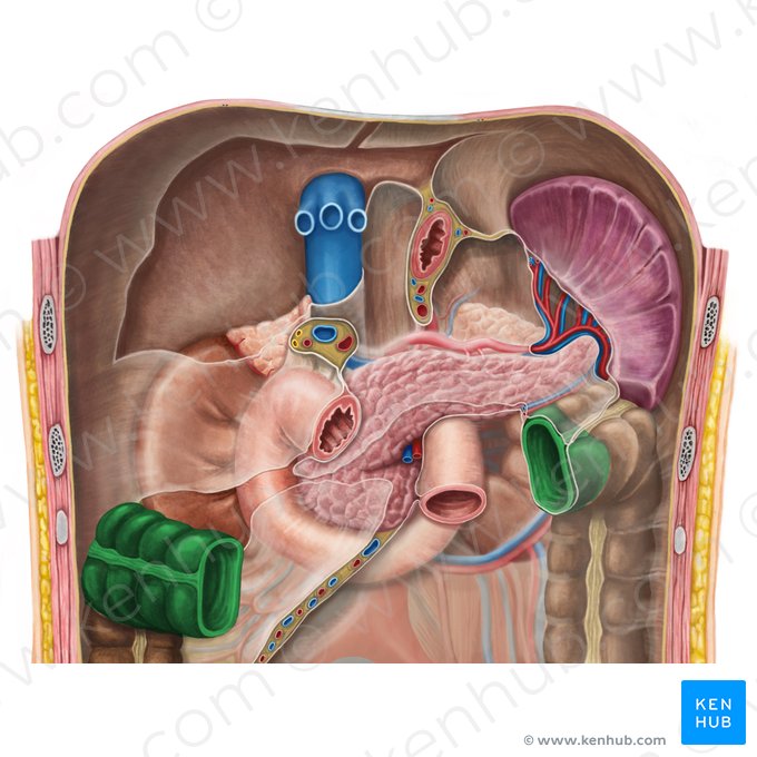 Colon transverse (Colon transversum); Image : Irina Münstermann