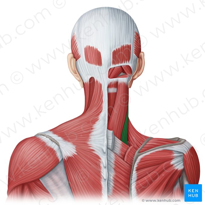 Músculo esplênio do pescoço (Musculus splenius cervicis); Imagem: Irina Münstermann