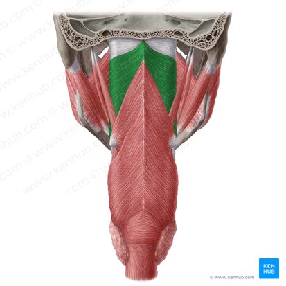 Músculo constrictor superior de la faringe (Musculus constrictor superior pharyngis); Imagen: Yousun Koh